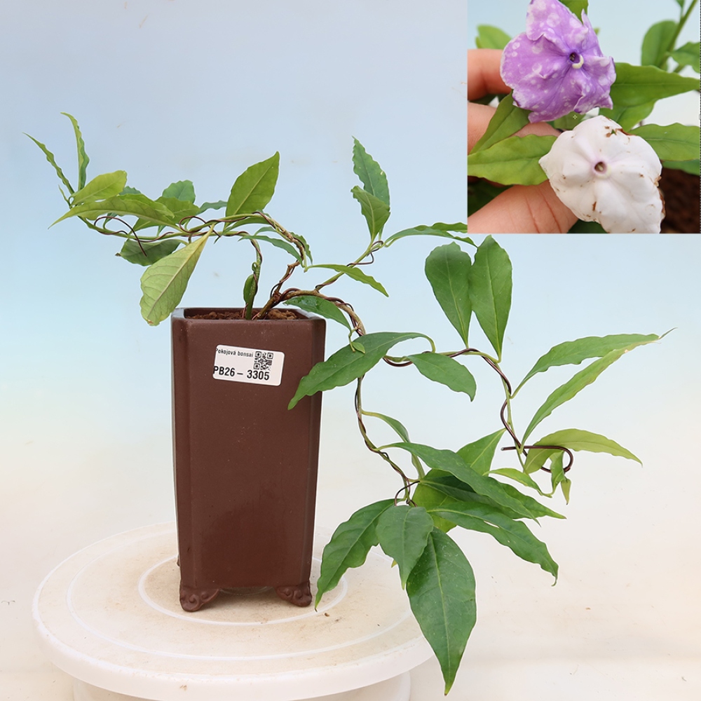 Pokojová bonsai - Tanaman melati costa - Brunfelsia