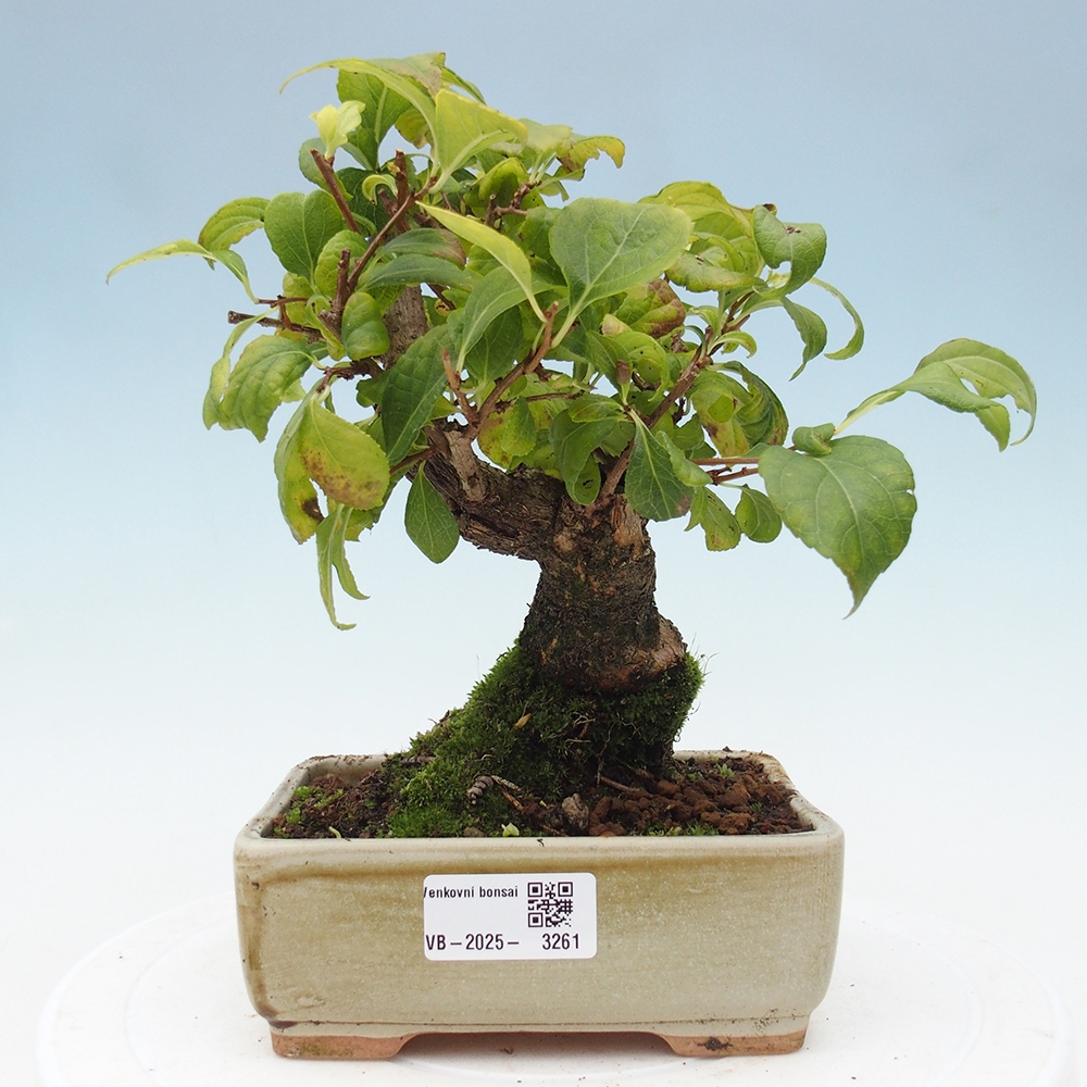 Venkovní bonsai - Celastrus  orbiculatus - Jesenec okrouhlolistý