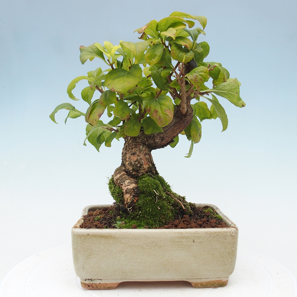 Venkovní bonsai - Celastrus  orbiculatus - Jesenec okrouhlolistý