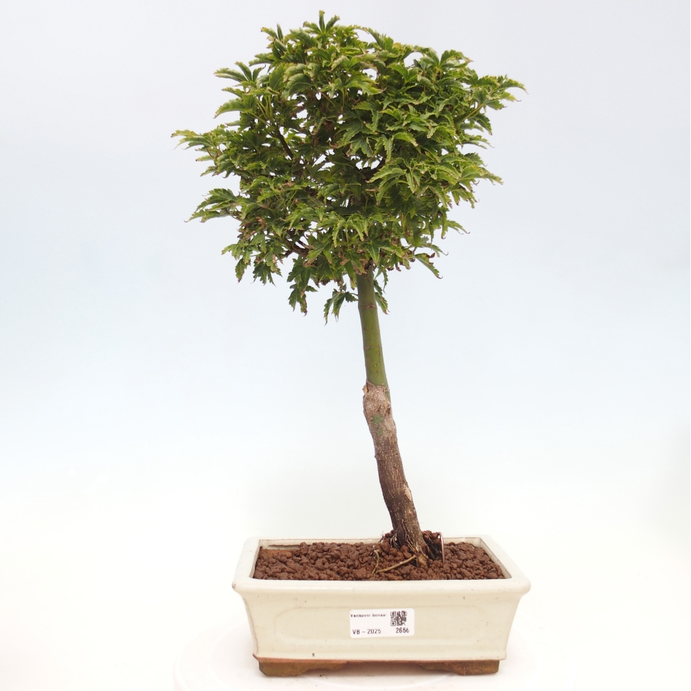 Venkovní bonsai -Javor dlanitolistý Acer palmatum Shishigashira