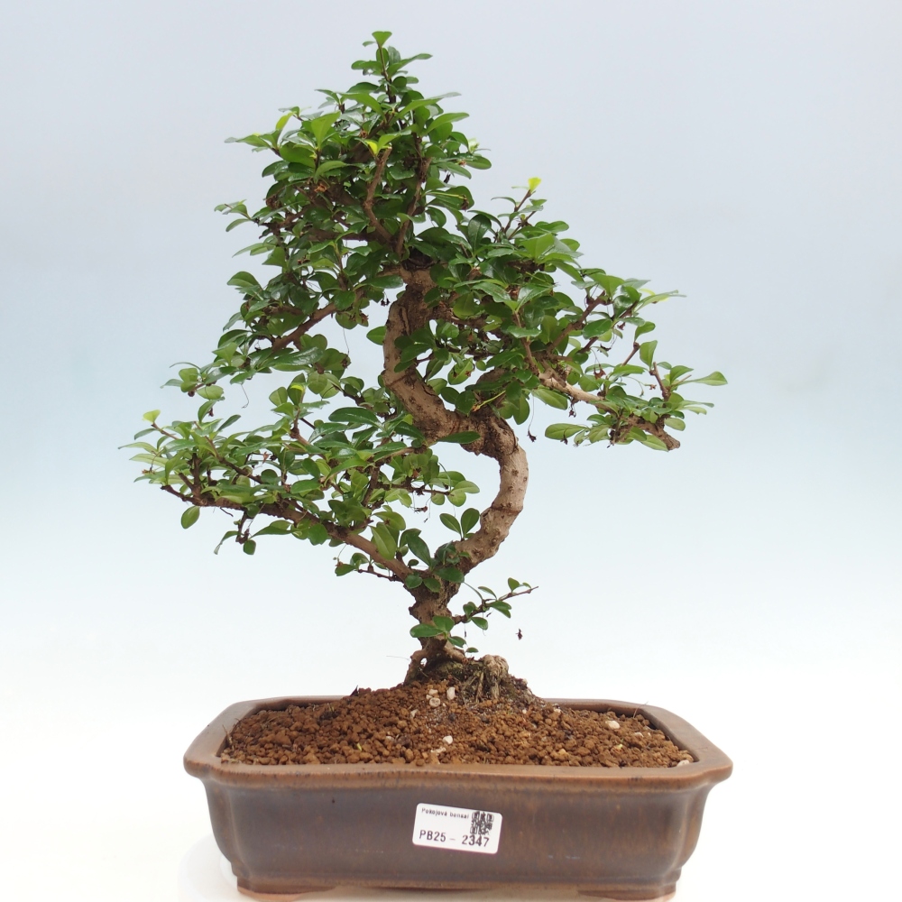 Pokojová bonsai - Carmona macrophylla - Čaj fuki