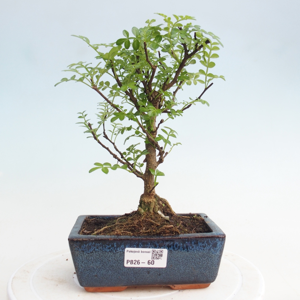 Pokojová bonsai - Zantoxylum piperitum - pepřovník