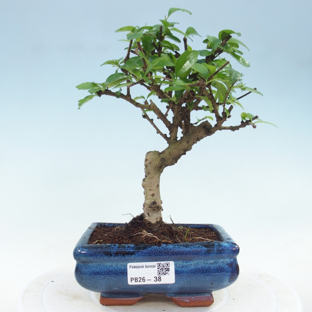 Pokojová bonsai - Carmona macrophylla - Čaj fuki