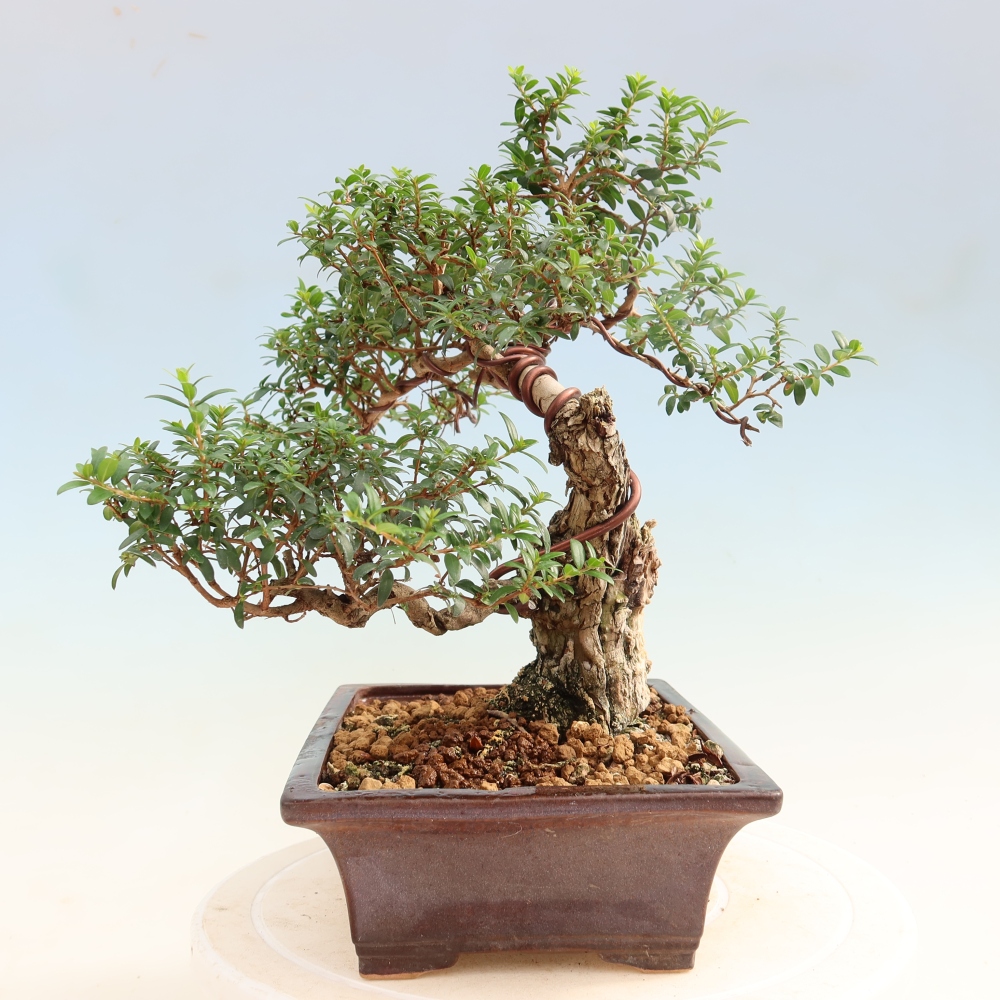 Pokojová bonsai - Myrtus communis - Myrta obecná