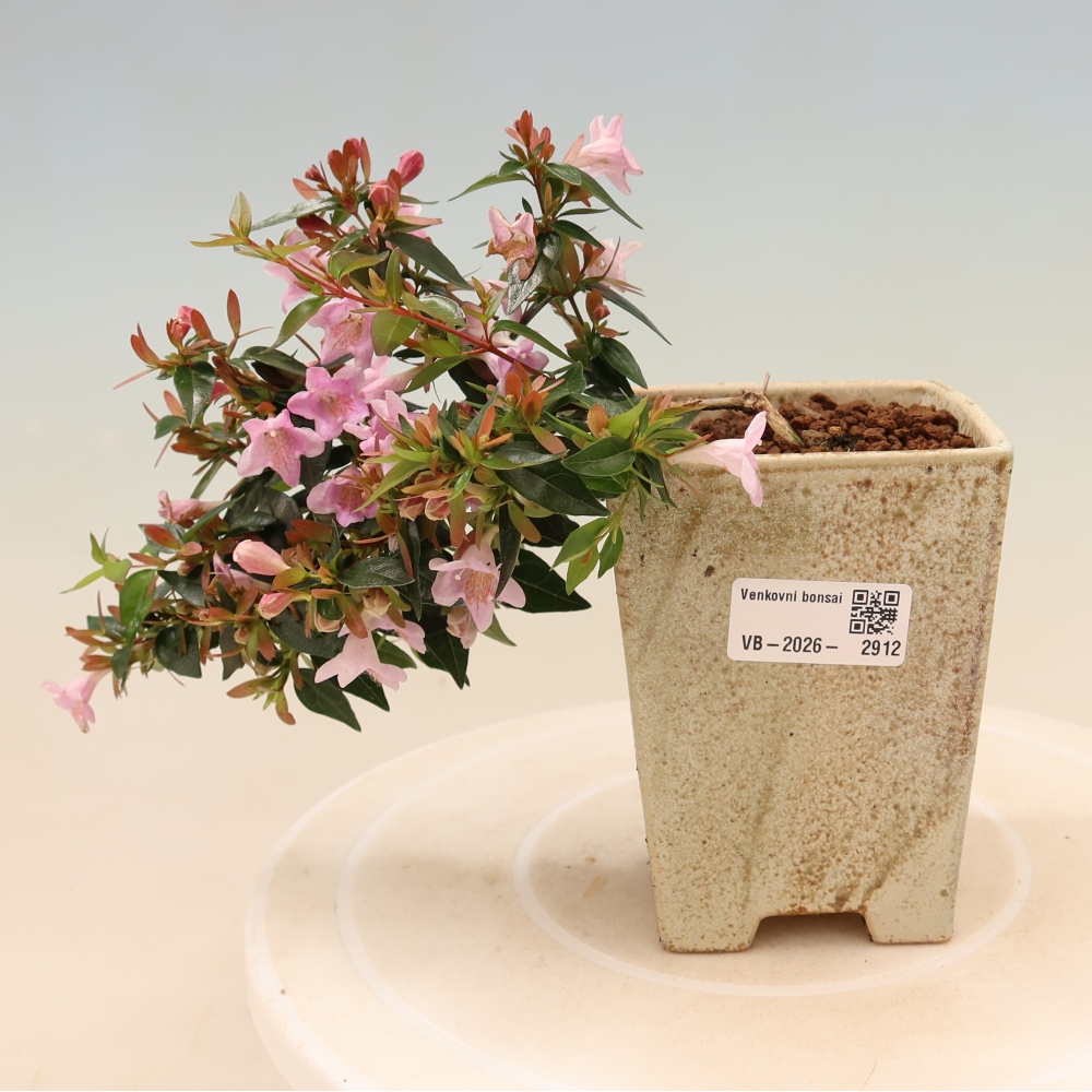 Venkovní bonsai - Abelia Edward Goucher - Abélie velkokvětá