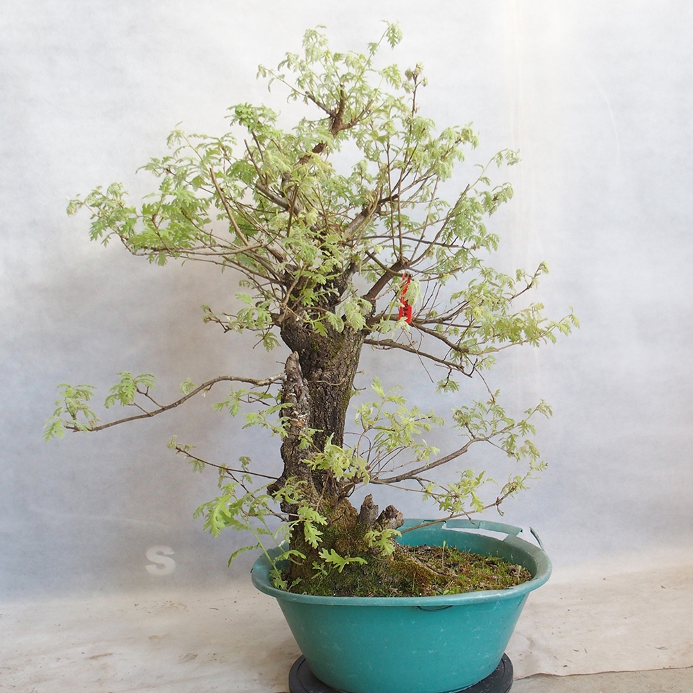 Venkovní bonsai Quercus Cerris - Dub Cer