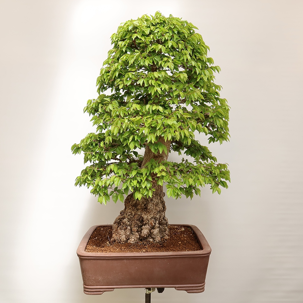 Venkovní bonsai -Carpinus Coreana - Habr korejský