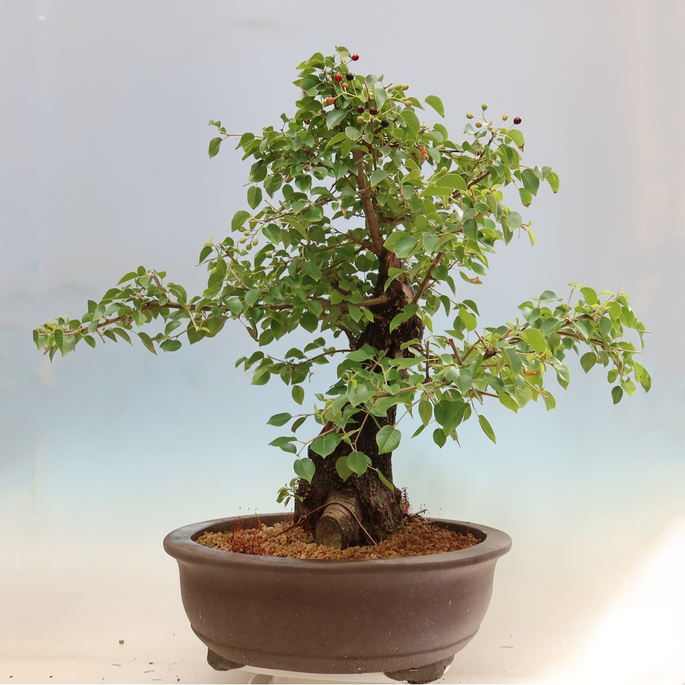 Venkovní bonsai - Mahalebka - Prunus mahaleb