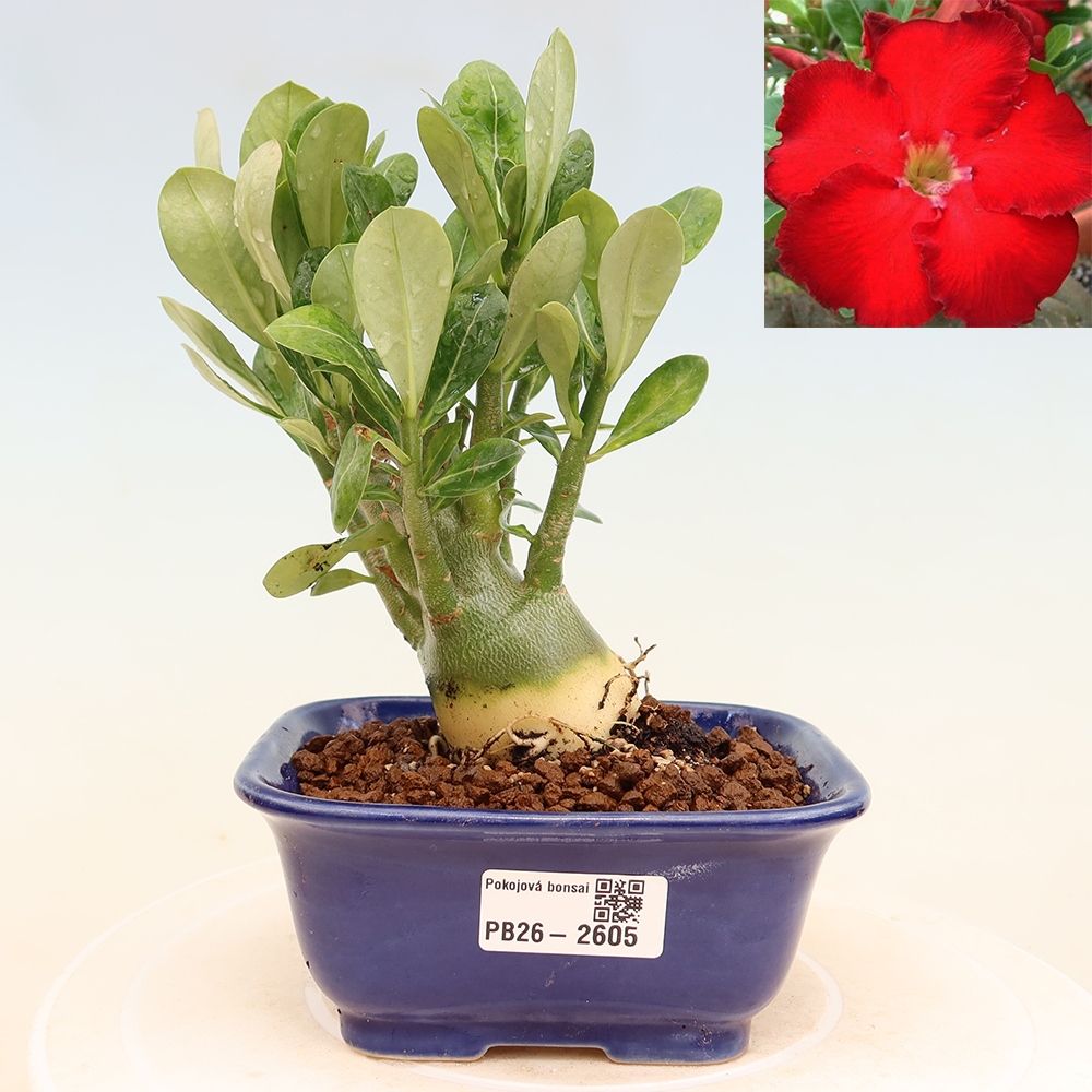 Pokojová bonsai - Adenium obesum Red Star - Pouštní růže