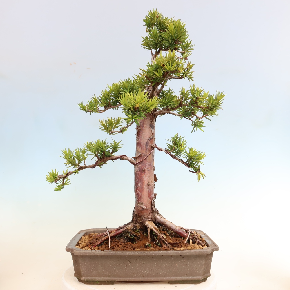 Venkovní bonsai - Taxus cuspidata  - Tis japonský