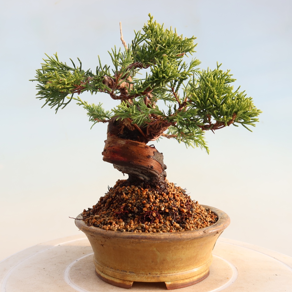 Venkovní bonsai - Juniperus chinensis Itoigawa -Jalovec čínský