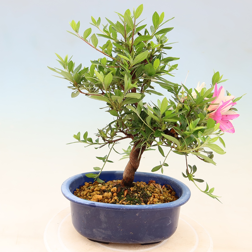 Venkovní bonsai - Japonská azalka - Azalea Ruka