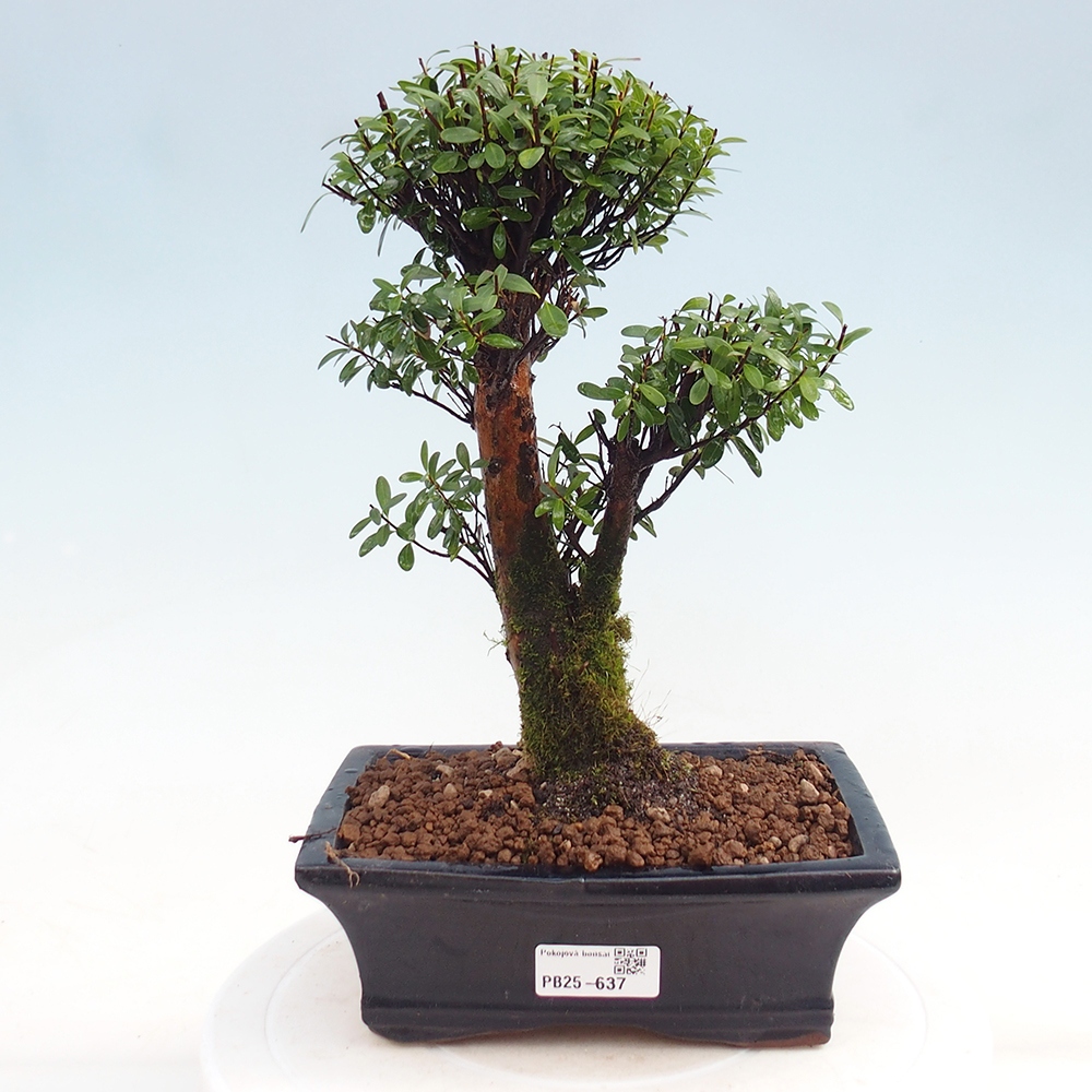 Pokojová bonsai - Syzygium - Pimentovník