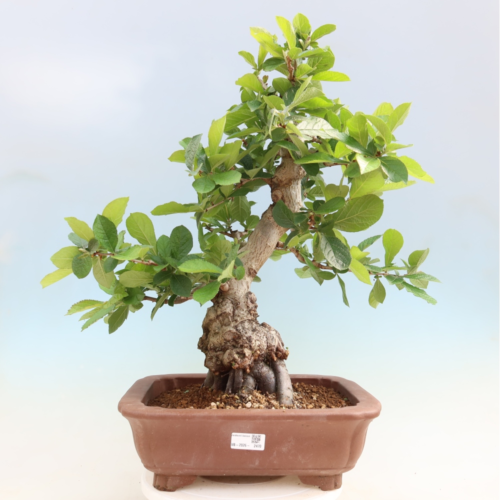Venkovní bonsai - Blýskalka chlupatá - Photinia villosa