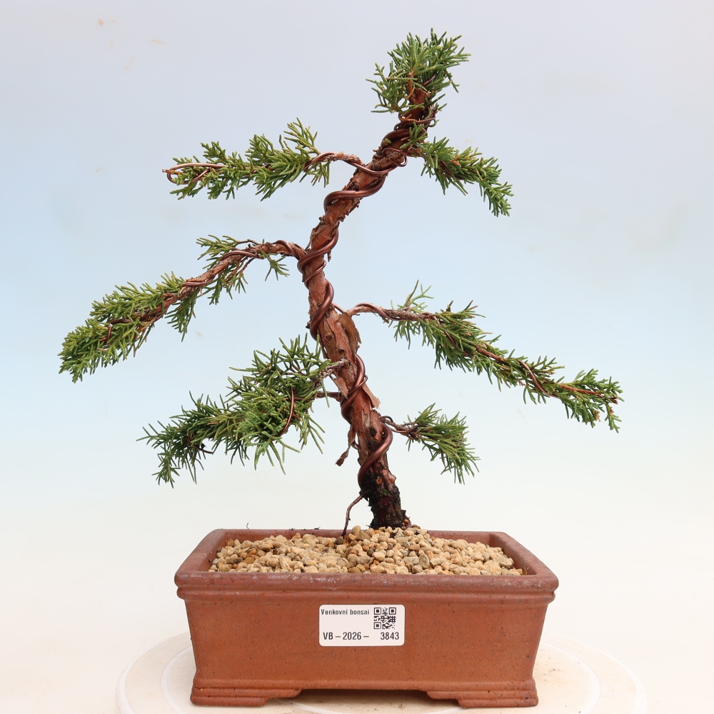 Venkovní bonsai - Juniperus chinensis Kishu -Jalovec čínský
