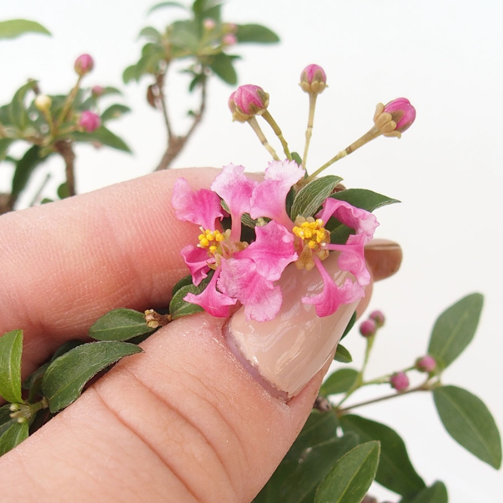 Pokojová bonsai - Malpígie barbadoská třešeň - Malpighia glabra 
