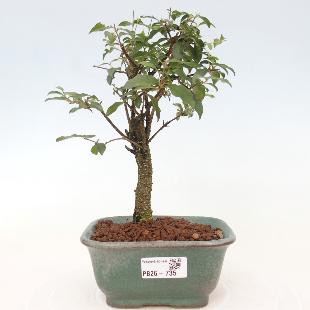 Pokojová bonsai - Malpighia coccigera- Barbdorská třešeň