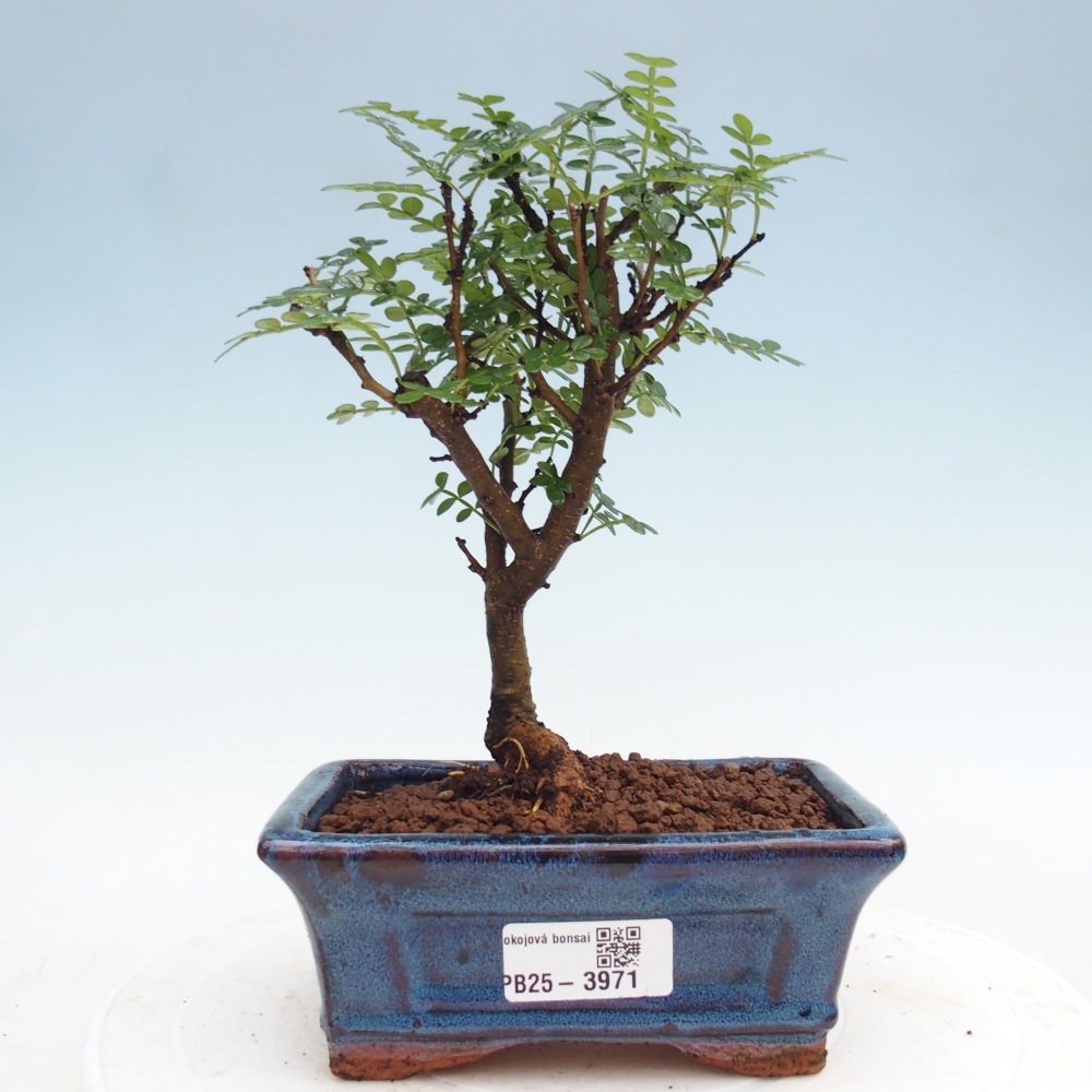 Pokojová bonsai - Zantoxylum piperitum - Pepřovník