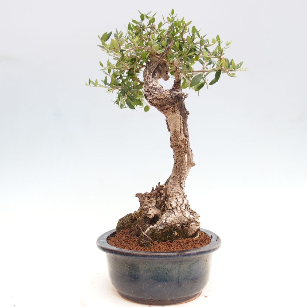 Pokojová bonsai - Olea europaea sylvestris -Oliva evropská drobnolistá