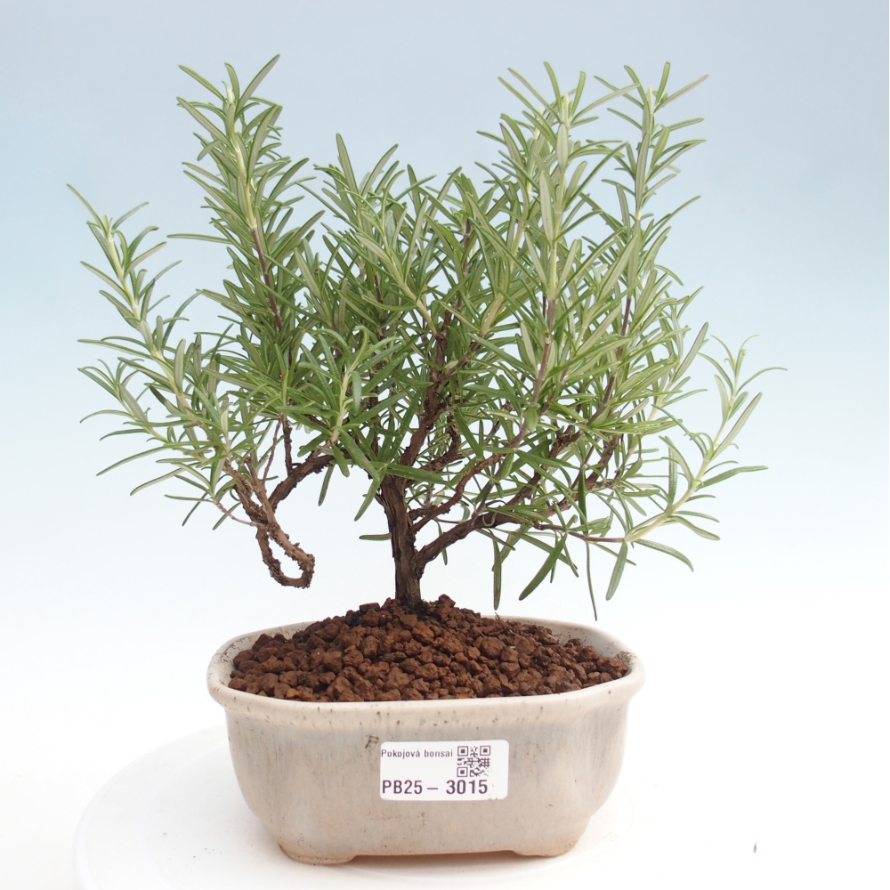 Pokojová bonsai - Rozmarýn lékařský-Rosmarinus officinalis