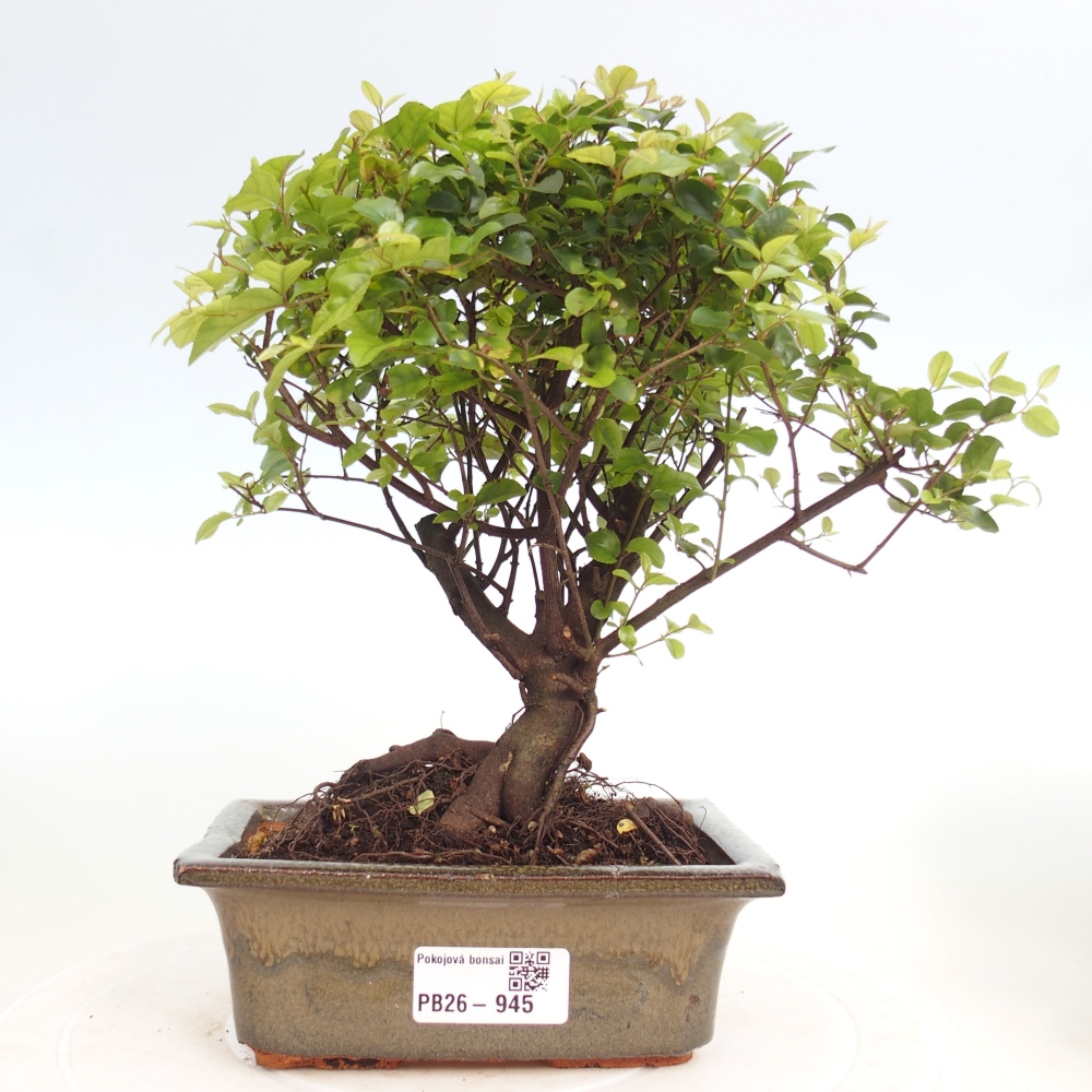 Pokojová bonsai - Sagerécie thea - Sagerécie thea