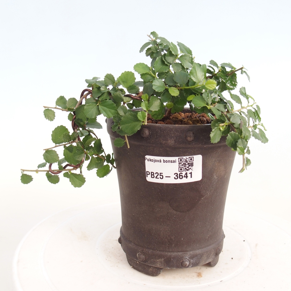 Pokojová bonsai - Grewia sp. - Grewie malolistá