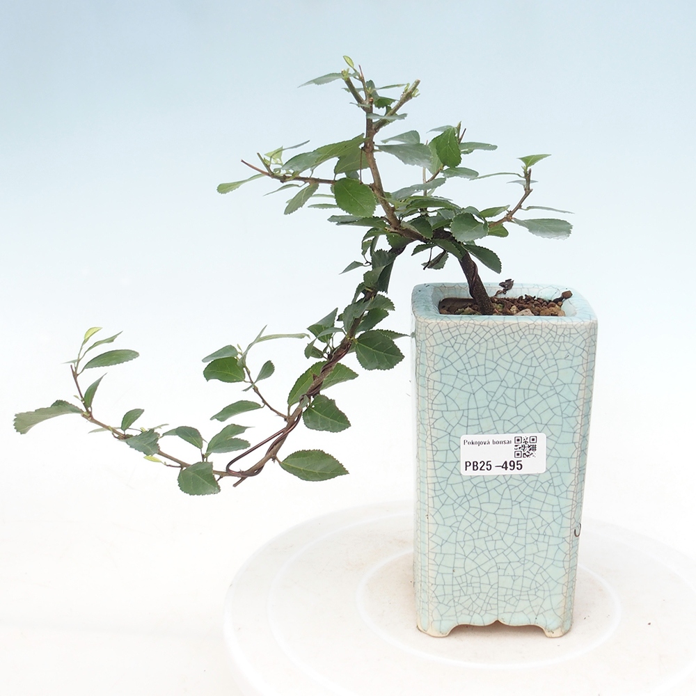 Pokojová bonsai - Grewia occidentalis - Hvězdice levandulová