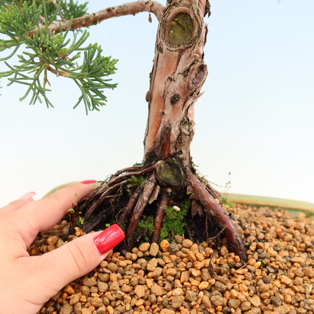 Venkovní bonsai - Juniperus chinensis Kishu -Jalovec čínský