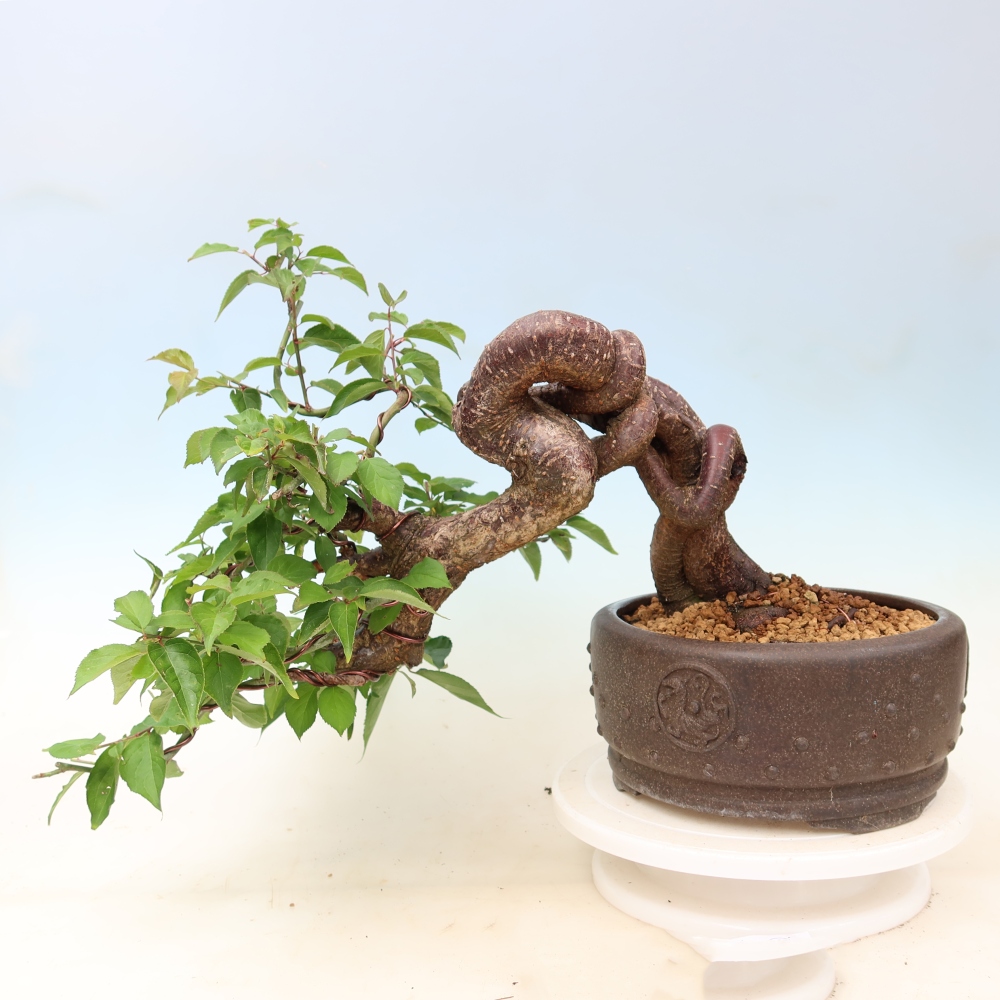 Venkovní bonsai -Japonská meruňka - Prunus Mume