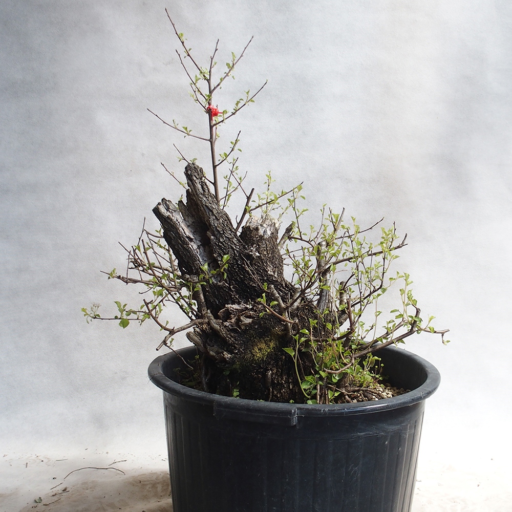 Venkovní bonsai -Mahalebka - Prunus mahaleb
