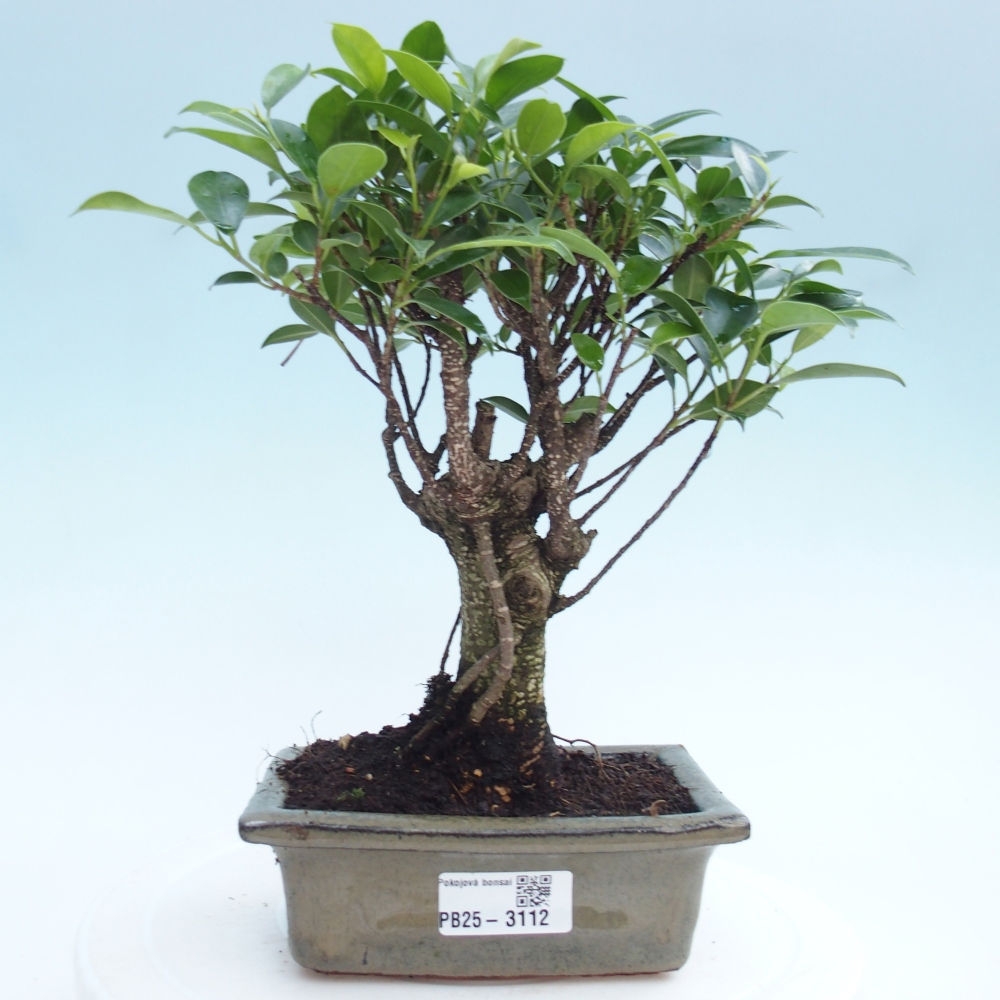 Pokojová bonsai - Ficus retusa -  malolistý fíkus