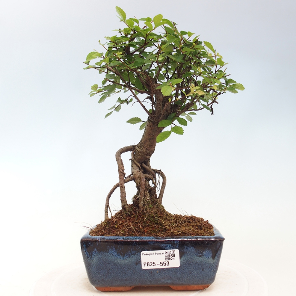 Pokojová bonsai - Ulmus parvifolia - Malolistý jilm