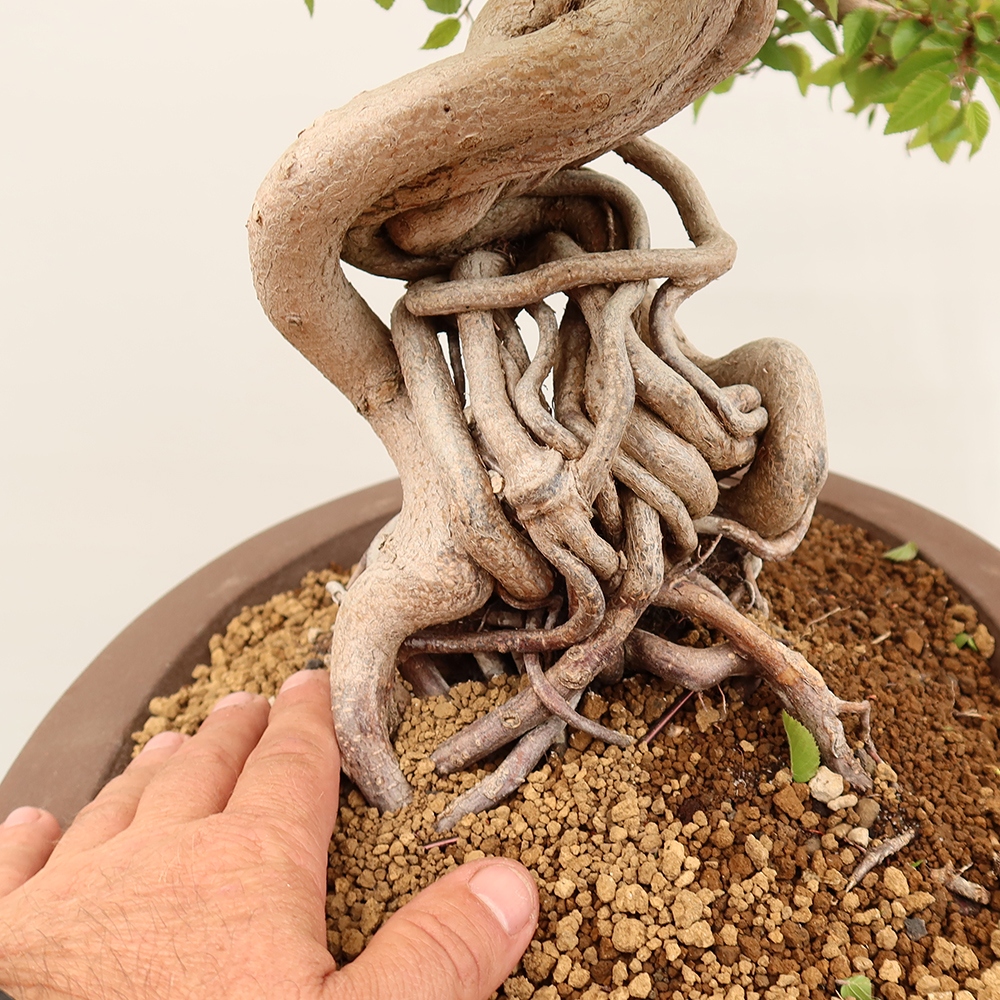 Venkovní bonsai -Carpinus Coreana - Habr korejský