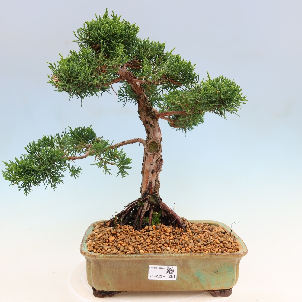 Venkovní bonsai - Juniperus chinensis Kishu -Jalovec čínský