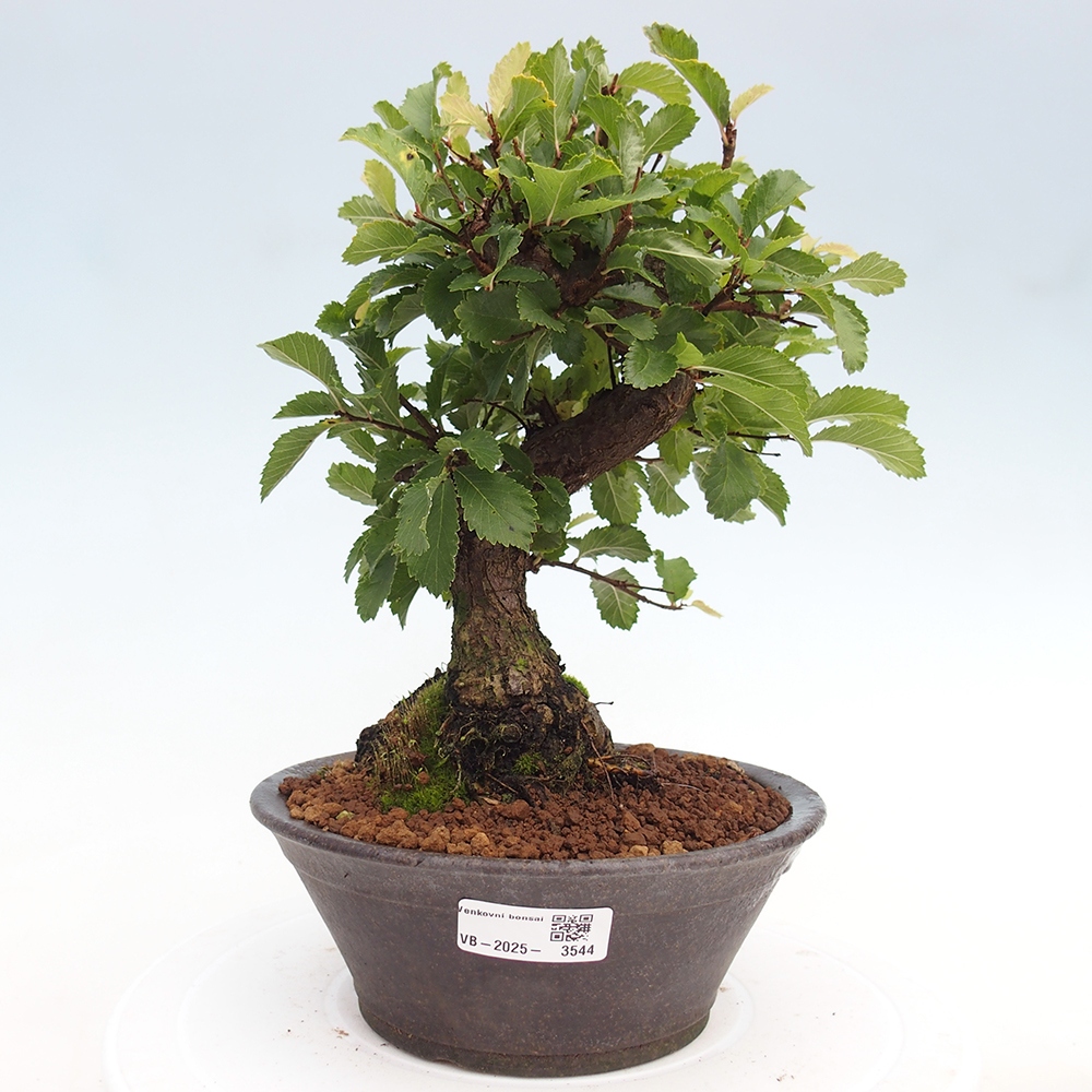 Venkovní bonsai - Zelkova - Zelkova NIRE