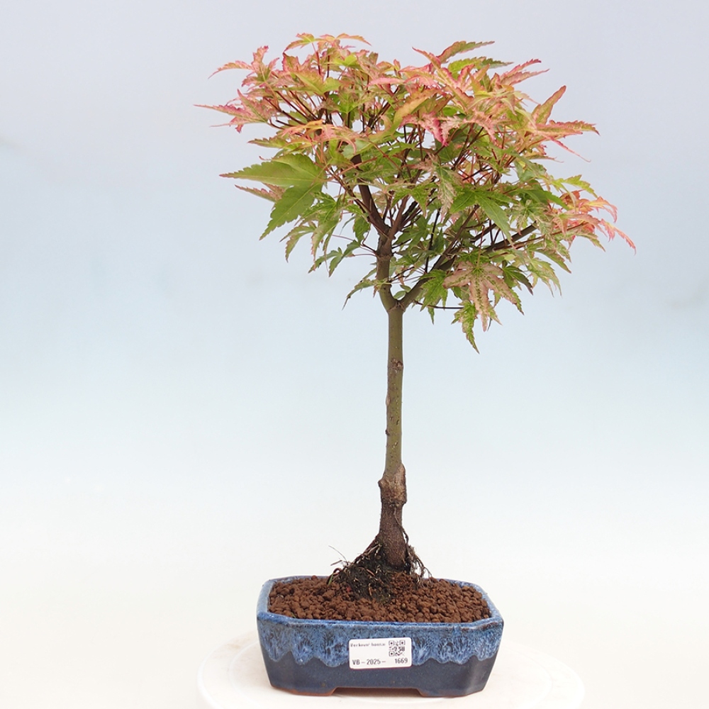 Javor dlanitolistý - Acer palmatum Beni Tsukasa