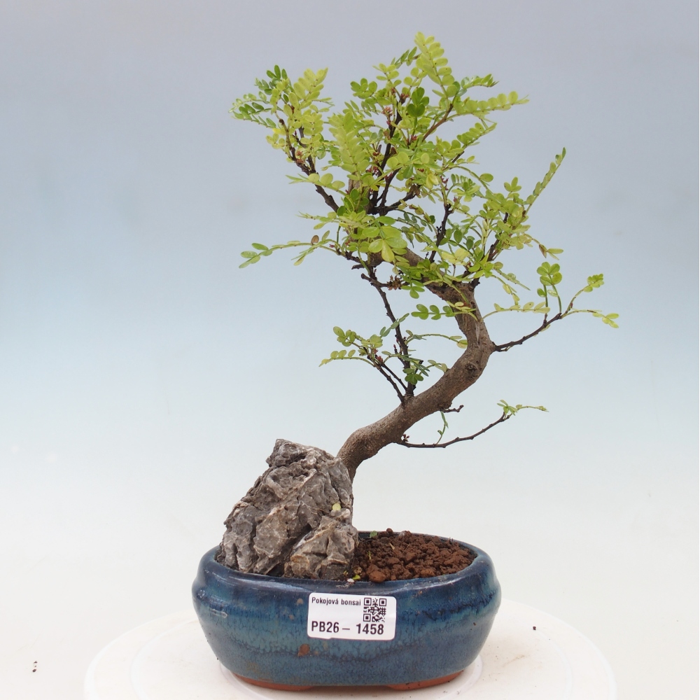 Pokojová bonsai - Zantoxylum piperitum - Pepřovník