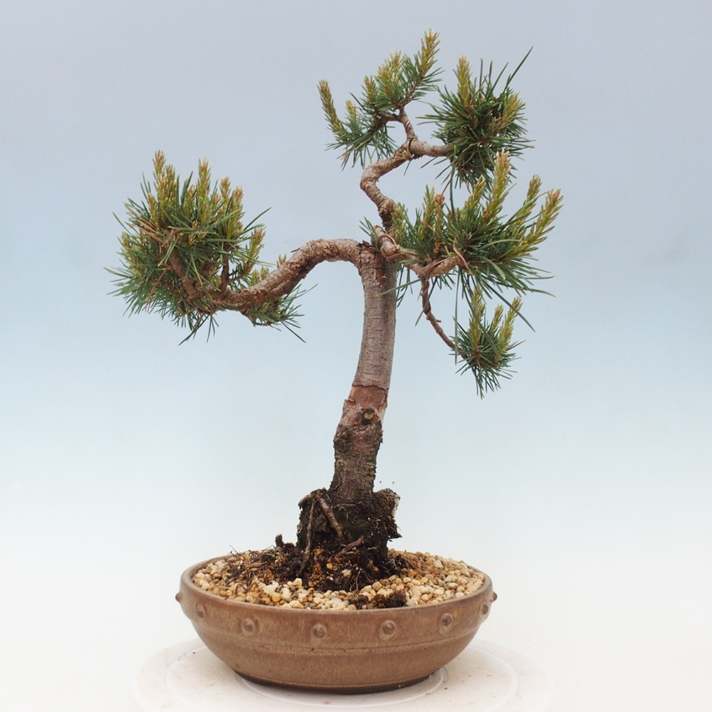 Venkovní bonsai - Pinus Sylvestris Watererri - Borovice lesní