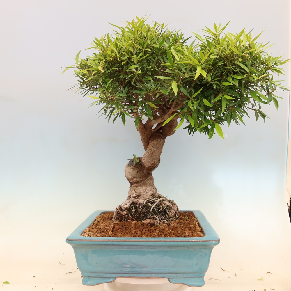 Pokojová bonsai - Ficus nerifolia -  malolistý fíkus