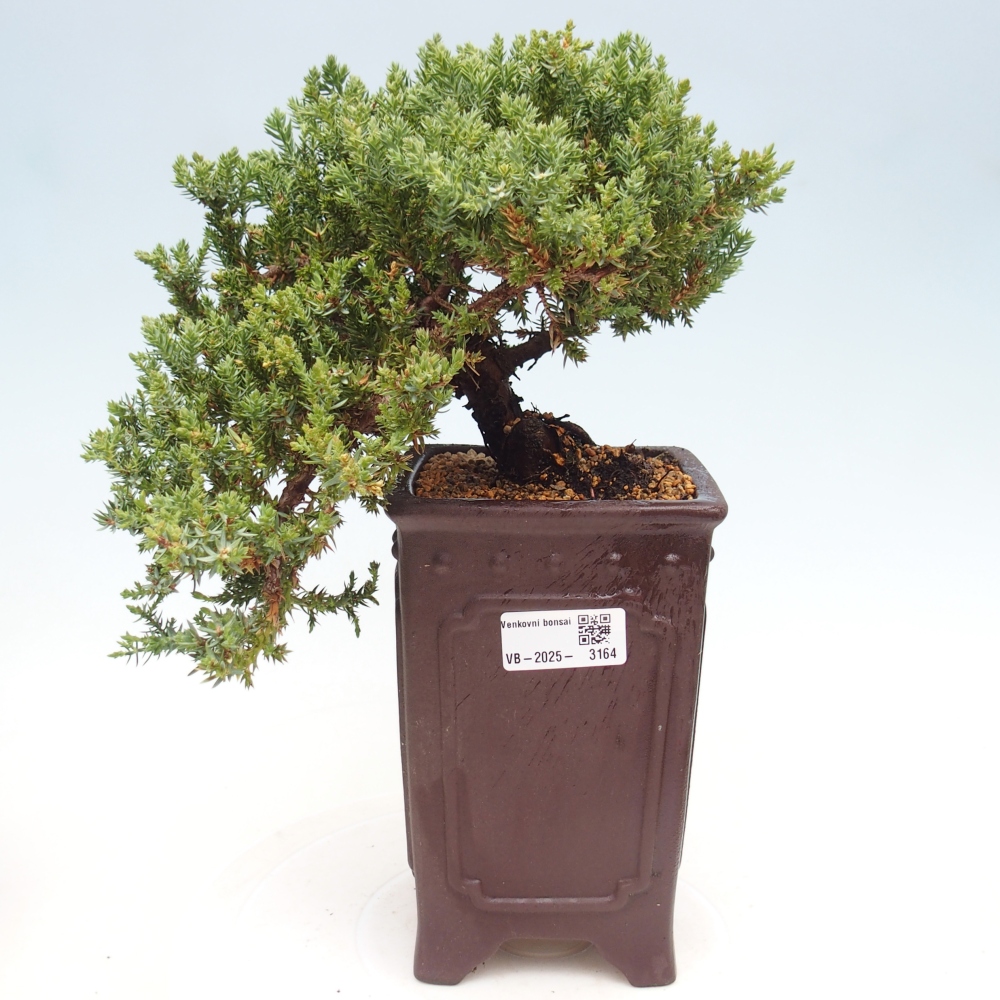 Venkovní bonsai - Juniperus procumbens - Jalovec polehavý