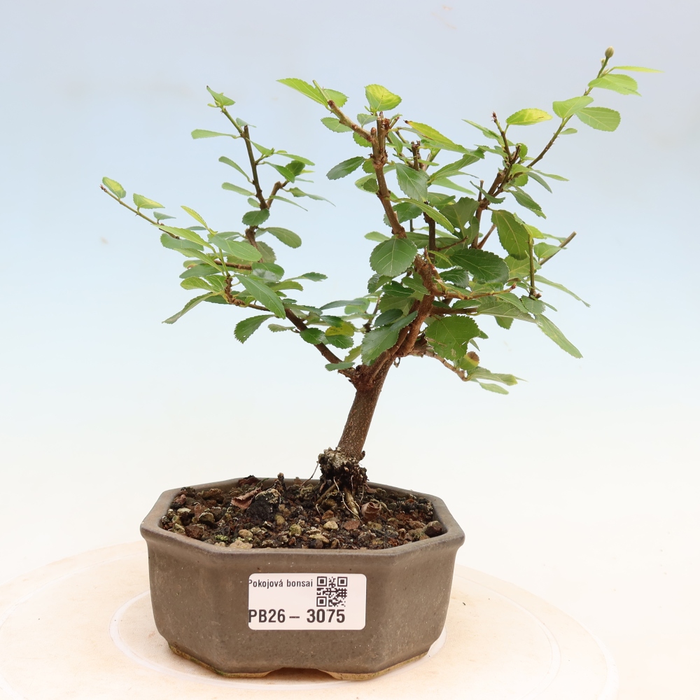 Pokojová bonsai-Grewia occidentalis- Hvězdice lavandulová
