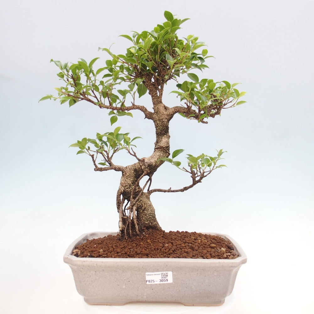 Pokojová bonsai - Ficus kimmen -  malolistý fíkus