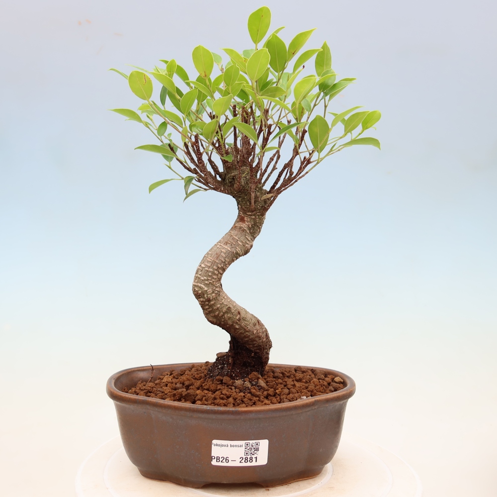 Pokojová bonsai - Ficus kimmen -  malolistý fíkus