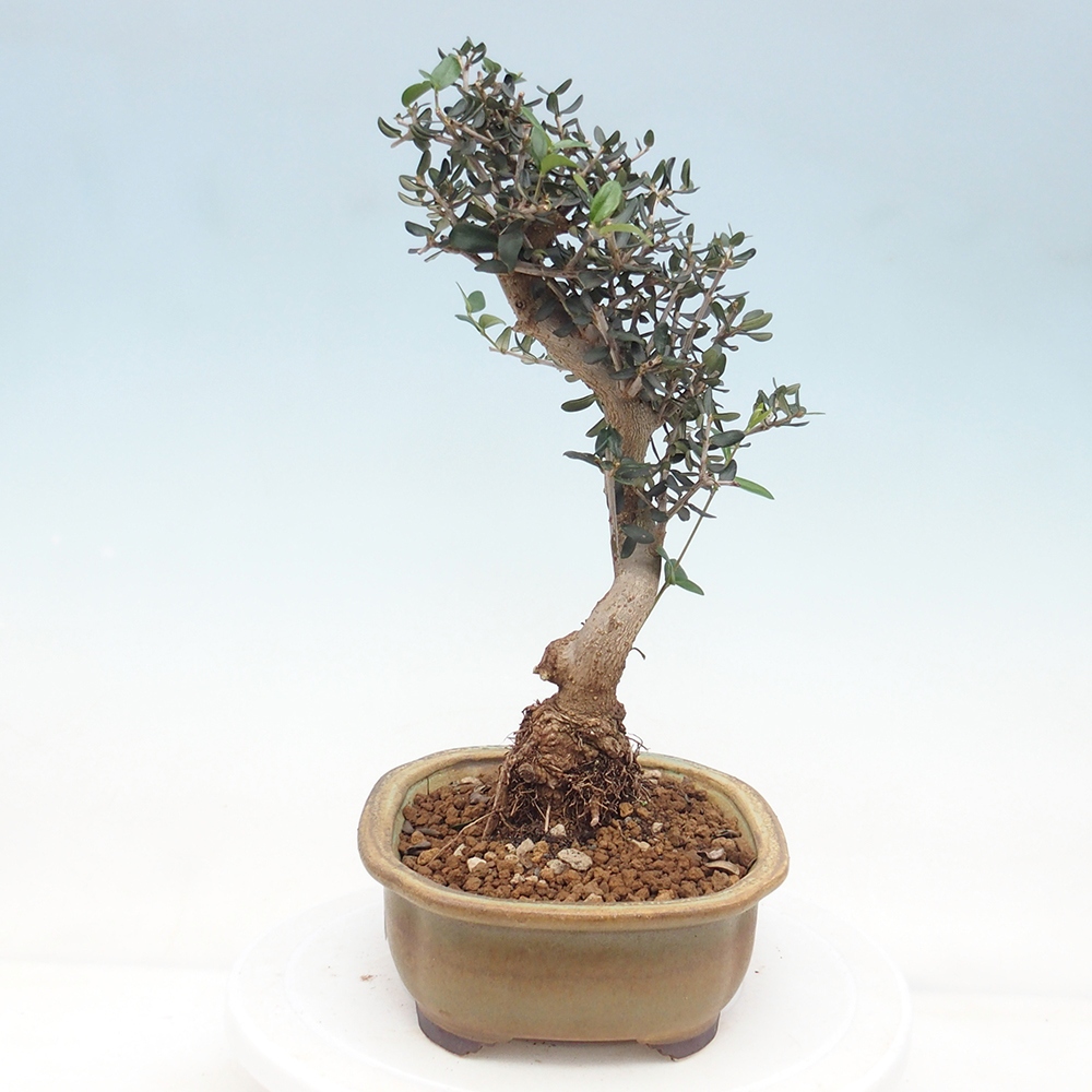 Pokojová bonsai - Olea europaea sylvestris -Oliva evropská drobnolistá