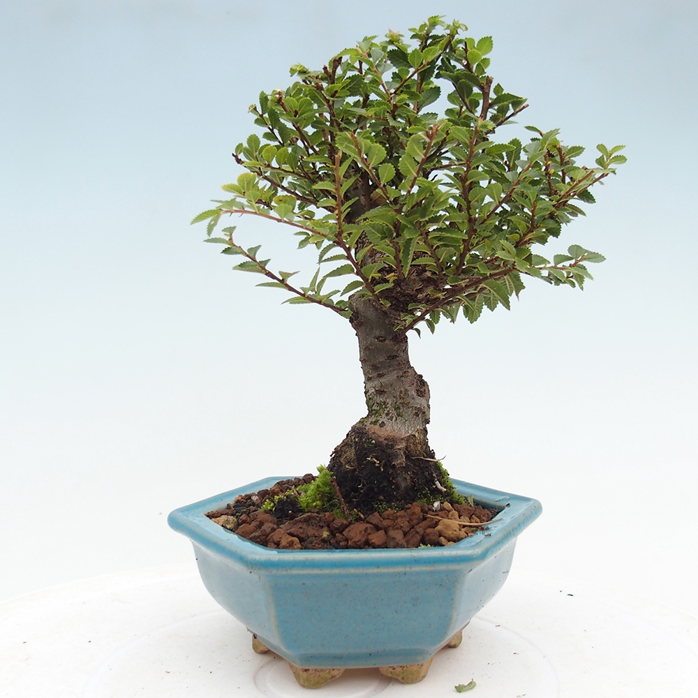 Venkovní bonsai - Ulmus parvifolia Hokkaido - jilm Čínský