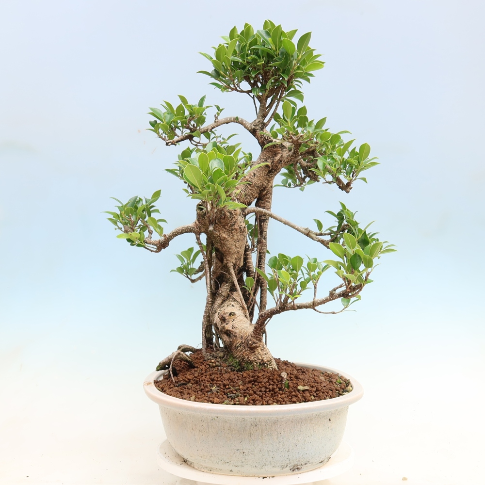 Pokojová bonsai - Ficus kimmen -  malolistý fíkus