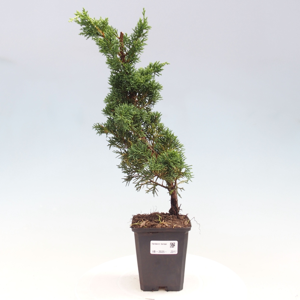 Venkovní bonsai - Juniperus chinensis Kishu -Jalovec čínský