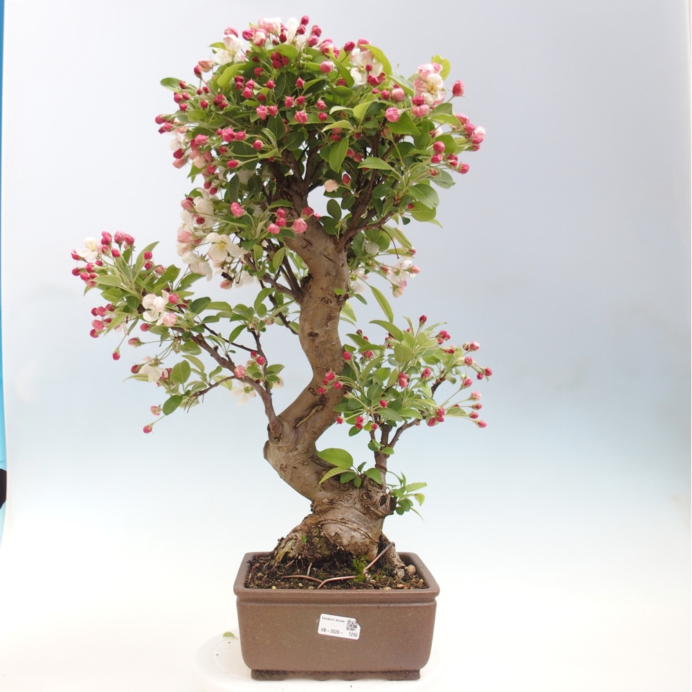 Venkovní bonsai -Malus halliana - Maloplodá jabloň