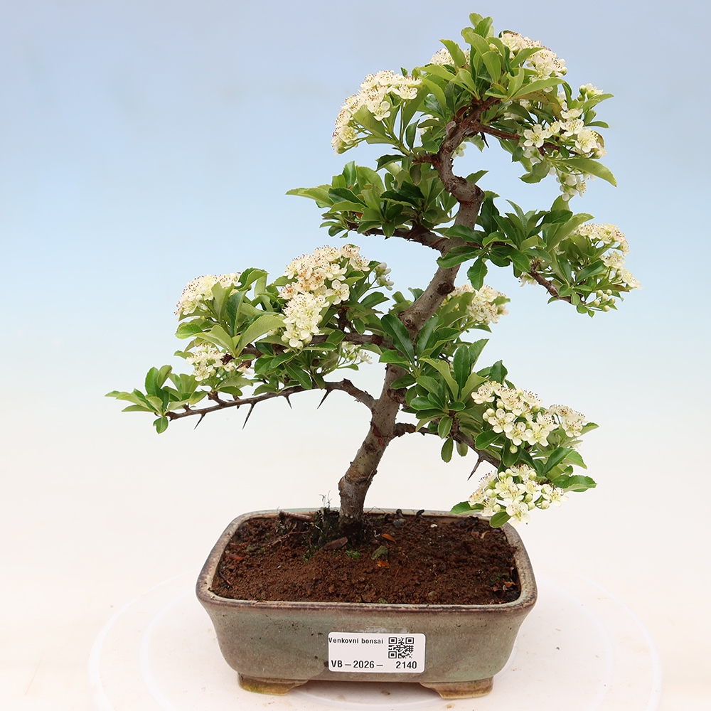 Venkovní bonsai - Pyracantha teton - Hlohyně šarlatová