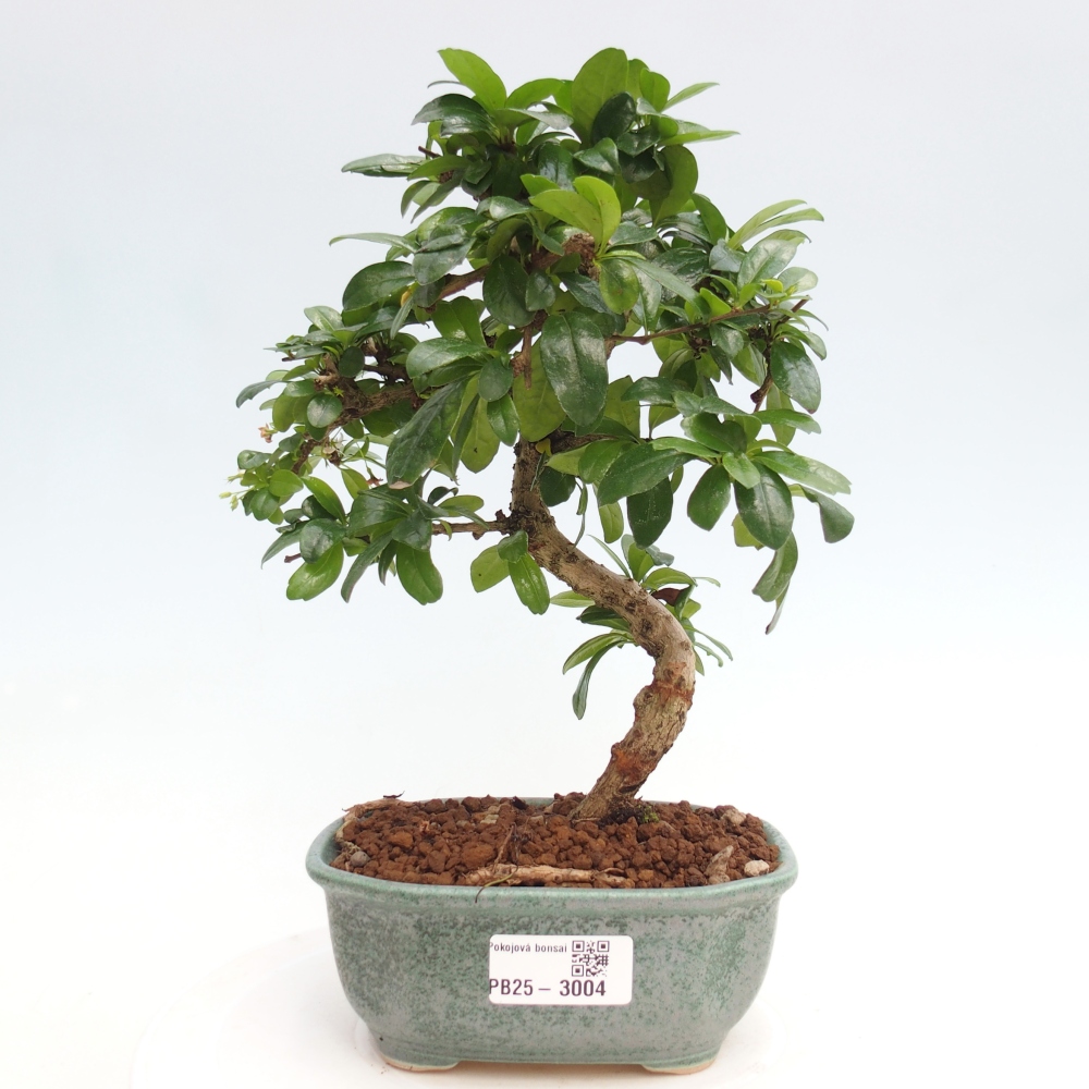 Pokojová bonsai - Carmona macrophylla - Čaj fuki